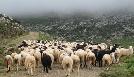 Επιδοτήσεις έως 60% για επιχειρήσεις στα νησιά της Δωδεκανήσου