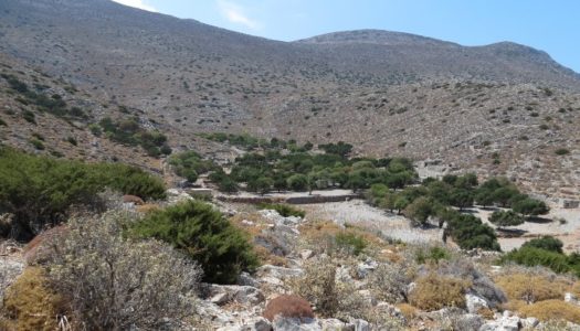 Ο Μαυροπετρίτης στην Κάρπαθο