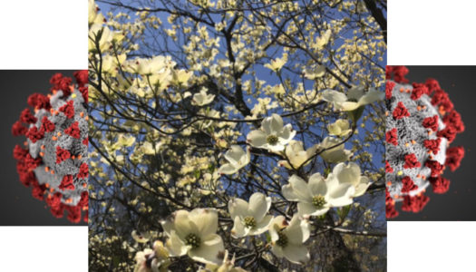 Στην Αμερική ο Κορονοϊός βασανίζει τους συμπατριώτες μας