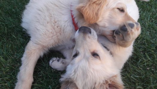 ΓΙΩΡΓΟΣ ΜΙΧ. ΧΙΩΤΑΚΗΣ: ΕΡΩΤΗΣΗ προς το Δήμο Καρπάθου