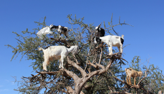 ΠΑΡΑΝΟΜΗ ΒΟΣΚΗΣΗ-ANEΠΙΤΗΡΗΤΑ ΖΩΑ