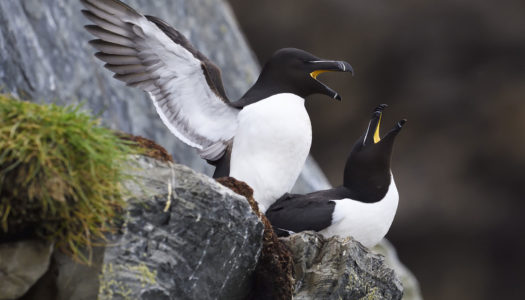 NACES: Marine Protected Area  Θαλάσσια Προστατευόμενη Περιοχή  ο «Παράδεισος» των θαλασσοπουλιών στον Β. Ατλαντικό