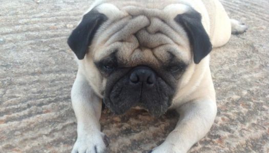 Προστασία ζώων από τροχαία ατυχήματα και επιβολή ποινικών κυρώσεων στην Η. Ν. Κάσο