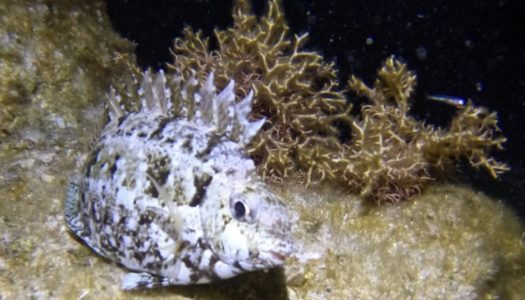 Nικόλας Παραγυιός: Nυχτερινή κατάδυση στο Λευκό Μεσοχωρίου Καρπάθου