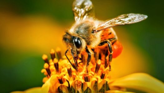 Καλλιόπη Νικολαιδου:Γιορτή Μελιού και Προϊόντων Μέλισσας την Παρασκευή 20 & το Σάββατο 21 Μαΐου 2022 από τις 18:00 και μετά στο Επαρχείο Καρπάθου & Κάσου