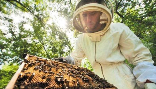Eπαρχείο Καρπάθου-Η. Ν. Κάσου: Σεμινάρια κατάρτισης μελισσοκόμων στο πλαίσιο υλοποίησης της Δράσης 1.3 με τίτλο «Ταχύρρυθμες Εκπαιδεύσεις Μελισσοκόμων 2022»