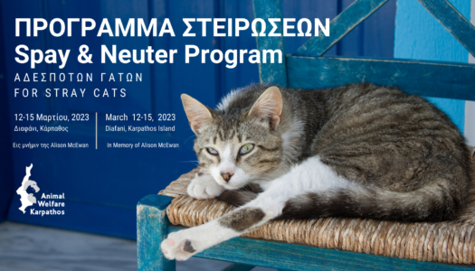 Animal Welfare Karpathos: Στο Διαφάνι 12-15 Μαρτίου στειρώσεις γατών|Μέγας δωρητήςTim Luard εις μνήμη της συζύγου του Alison McEwan