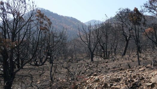 Aπαγόρευση βοσκής στην καμένη έκταση στη θέση «Έξω Βουνό», εντός των διοικητικών ορίων των τοπικών κοινοτήτων Μεσοχωρίου και Σπόων, Δήμου Καρπάθου