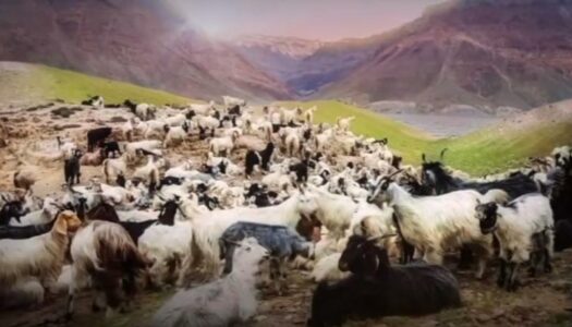 ΔΑΣΙΚΗ ΑΣΤΥΝΟΜΙΚΗ ΔΙΑΤΑΞΗ: ΑΠΑΓΟΡΕΥΣΗΣ  ΒΟΣΚΗΣ  ΑΡΙΘΜ . 10 / 2023