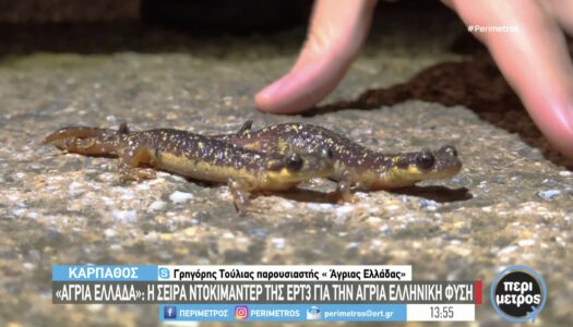 Aναστάσιος Γ. Μηλιός: Τις βαθύτερες ευχαριστίες μου προς όλους όσους συνεργάστηκαν στην παραγωγή της εκπομπής “‘Αγρια Ελλάδα” που πραγματοποίησε γυρίσματα στην Βόρεια Κάρπαθο