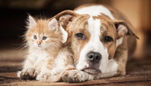  Παροχή κτηνιατρικών υπηρεσιών από τον Δήμο Ηρωικής Νήσου Κάσου για τα αδέσποτα ζώα συντροφιάς  . 