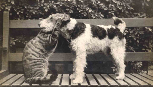 Προμήθεια και τοποθέτηση ταΐστρων για τα αδέσποτα ζώα από τον Δήμο Καρπάθου