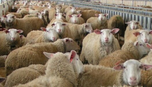 Eλληνική Λύση- Βουλευτής Αθανασίου Μαρία: «Ανεπιτήρητη και ανεξέλεγκτη βόσκηση ζώων και συγκεκριμένα αιγών στο νησί της Καρπάθου»