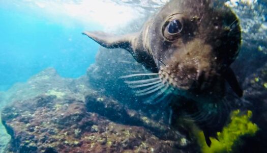 ΚΑΡΠΑΘΟΣ: ΓΕΝΝΗΘΗΚΕ ΤΟ ΠΡΩΤΟ ΦΩΚΑΚΙ ΤΗΣ ΧΡΟΝΙΑΣ