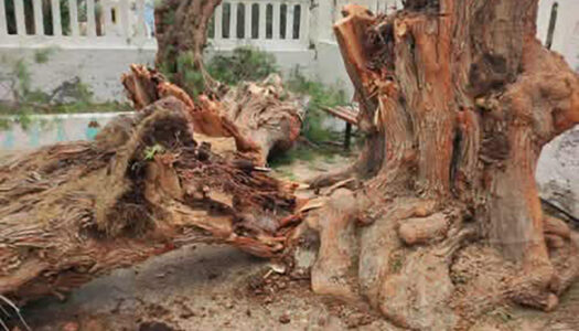 Δήμος Η. Ν. Κάσου: Λόγω των θυελλωδών ανέμων οι πολίτες να είναι ιδιαίτερα προσεκτικοί