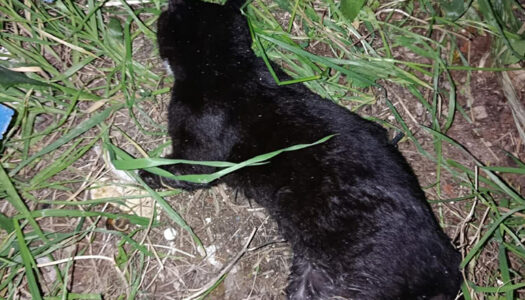 «Φόλες» έχουν καταγραφεί σε Φρύ, Αρβανιτοχώρι και σε άλλους οικισμούς