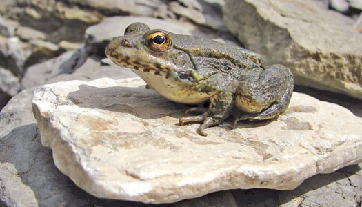 Παρουσίαση του Εθνικού Σχέδιου Δράσης για τον βάτραχο της Καρπάθου